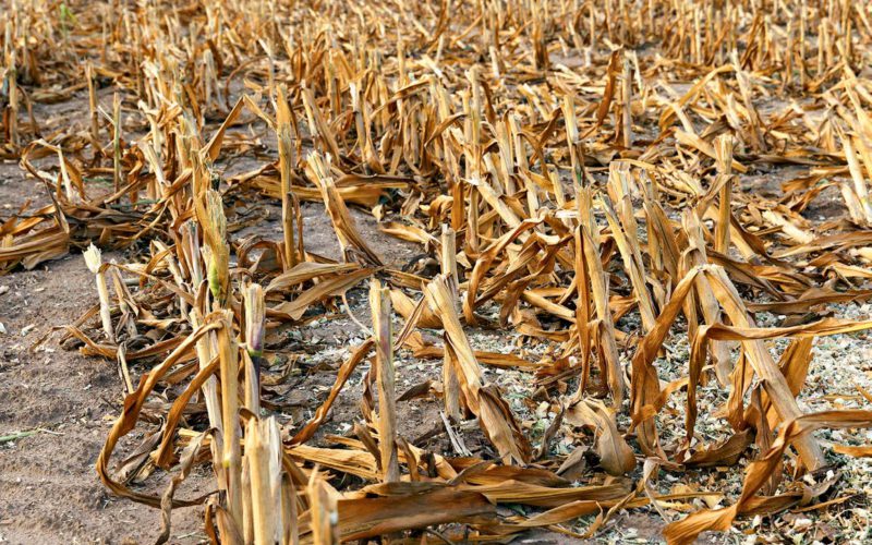 Можливості заготівлі побічної продукції кукурудзи на зерно для енергетичного використання в Україні – Аналітична записка UABIO 16