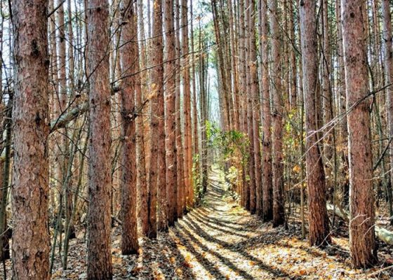 Лісогосподарська діяльність в Україні 2019 – Аналітичне дослідження БАУ