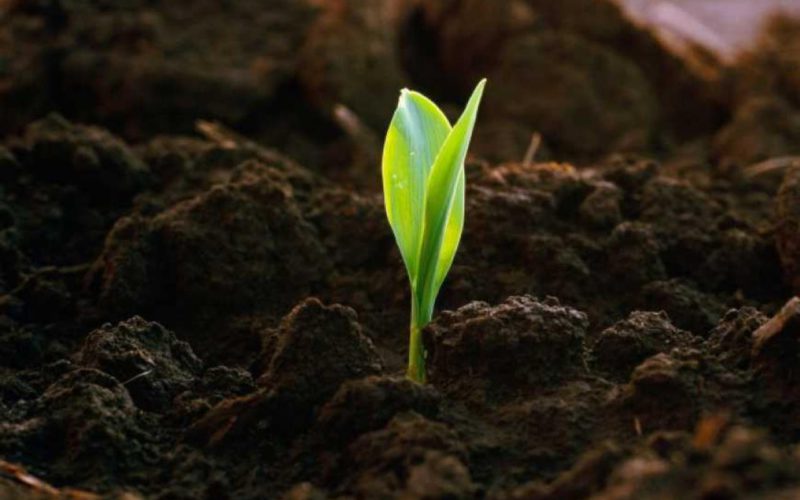 Bioenergy can make a significant positive contribution to restoring soil fertility
