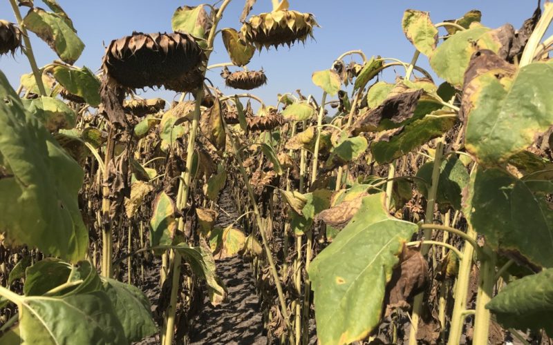 Prospects of sunflower residues use for energy – UABIO Position Paper 25