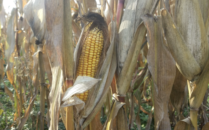На чому, крім зерна, можуть заробити агровиробники? — експерти UABIO
