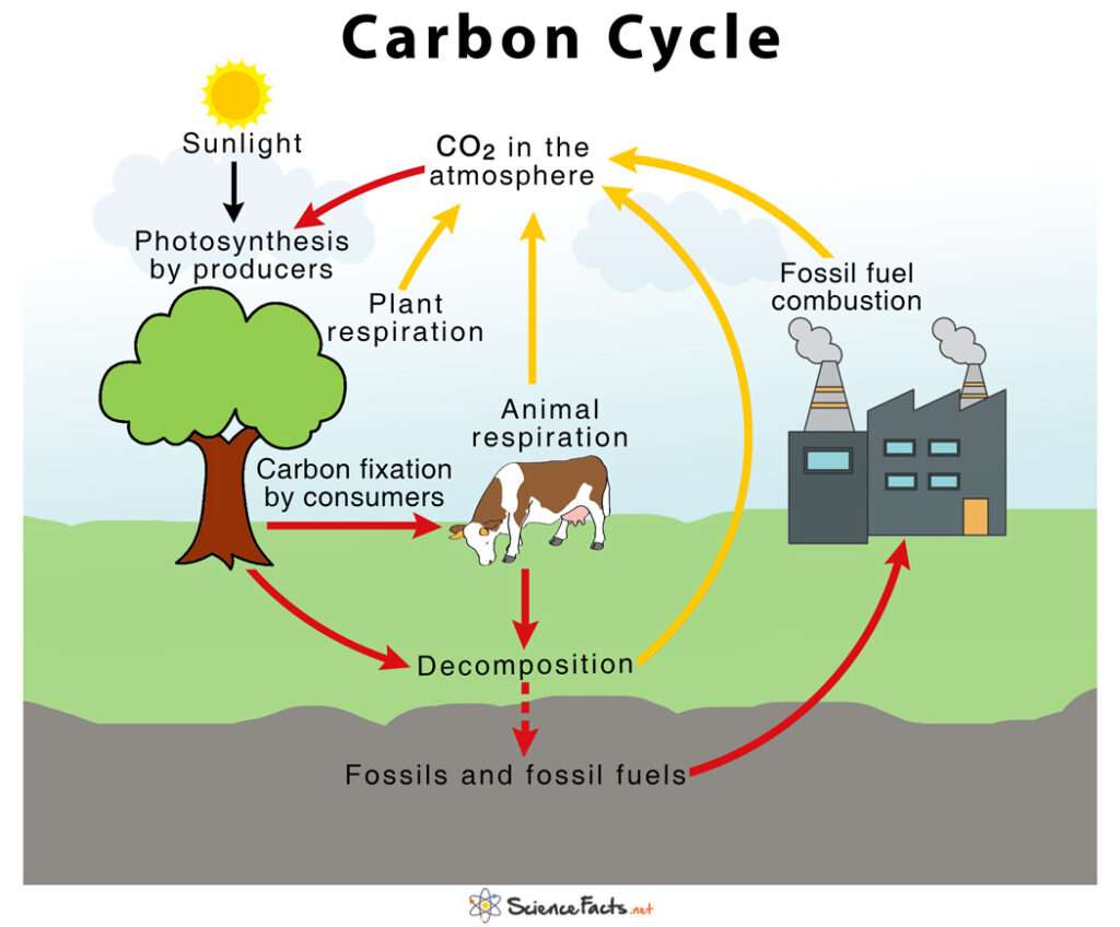 A Short Carbon Cycle Or The Benefits Of Biogas And Biomethane That You