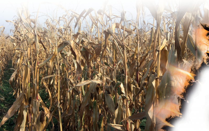 Посібник AgroBioHeat «Енергія з решток кукурудзи» вже доступний для завантаження