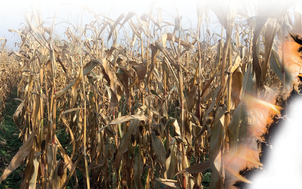 Посібник AgroBioHeat «Енергія з решток кукурудзи» вже доступний для ...