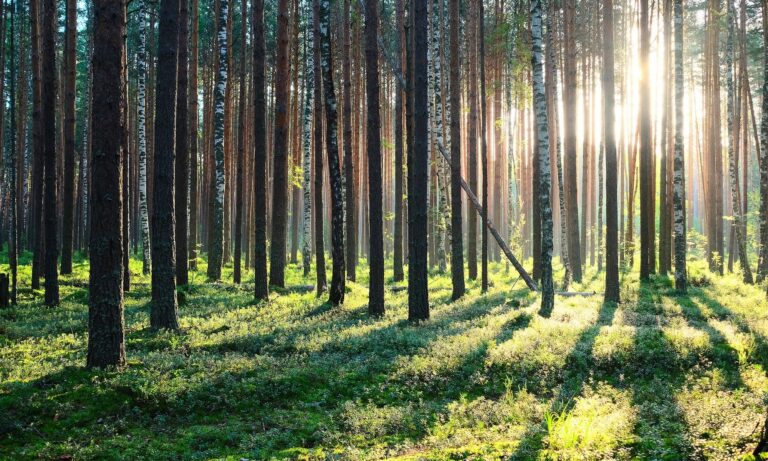 bioenergy europe statistical report 2023
