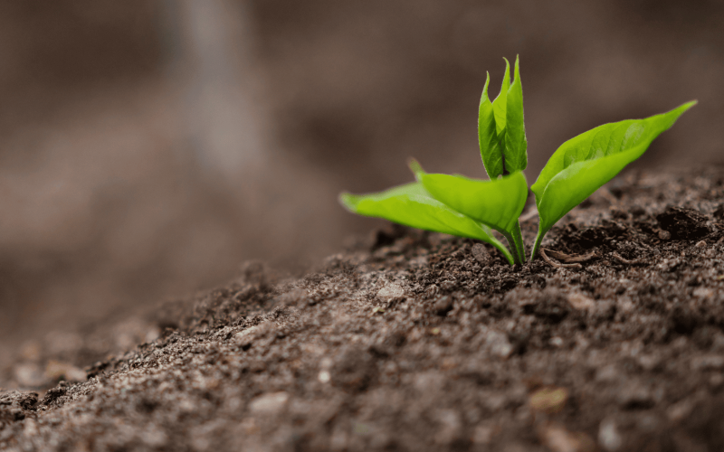 Portugal has legalized the use of digestate as fertilizer — what are the benefits?
