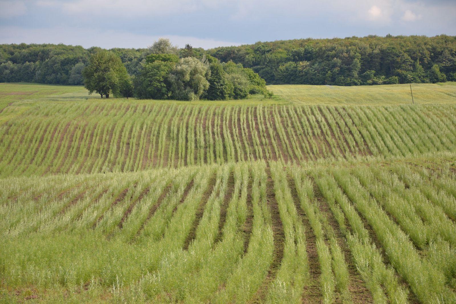 Поля після висадки верби, перший цикл. Джерело зображення: РБК-Україна з посиланням на Костянтина Богатова.