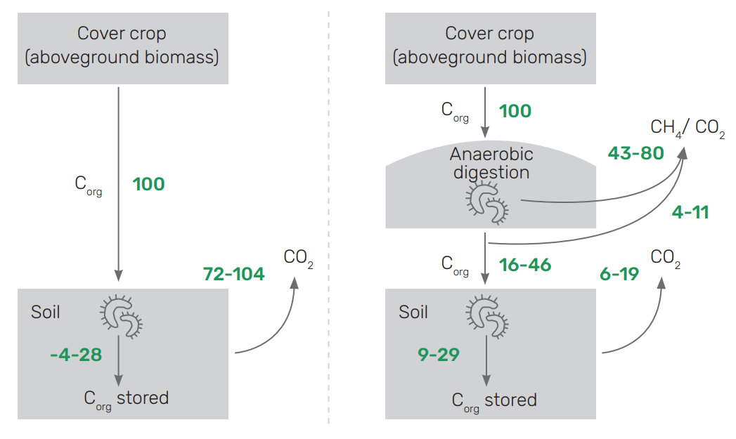 Biomass from intermediate and cover crops for biomethane production — how does this affect the soil?
