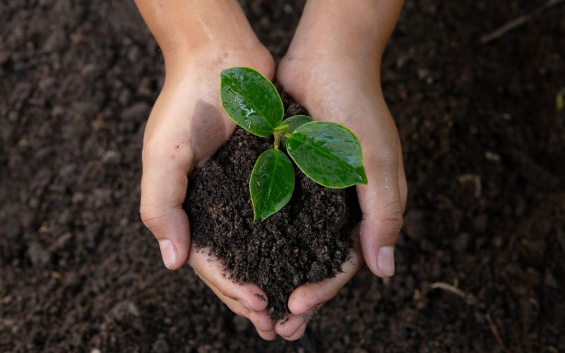 Біомаса з проміжних і покривних культур для виробництва біометану — як це впливає на ґрунти?